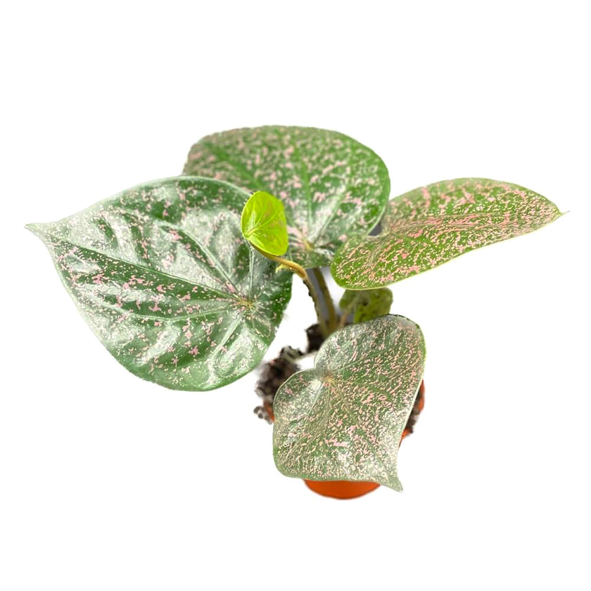 Piper ornatum potted plant in nursery pot on white background.