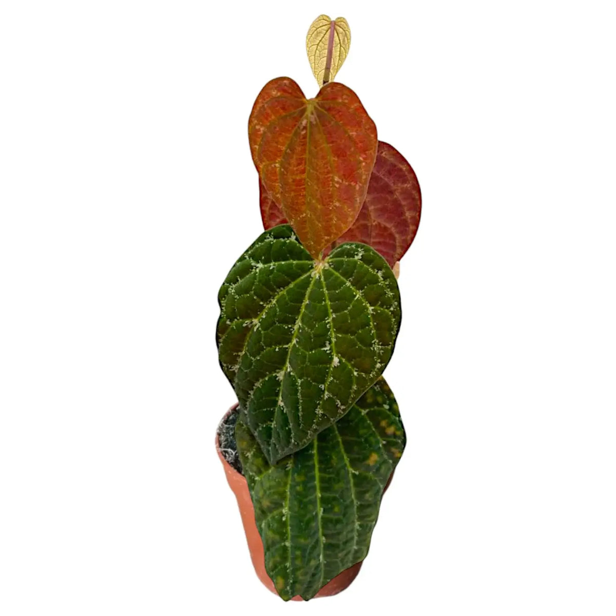 Piper porphyrophyllum potted plant in nursery pot on white background.
