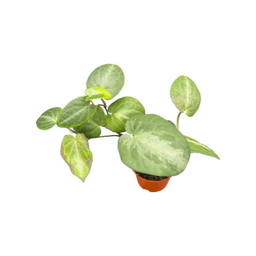 Piper sp. Indonesia 'Silver' potted plant in nursery pot on white background.