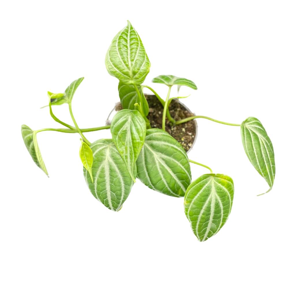 Piper sp. Kalimantan 'Watermelon' Zimmerpflanze im Anzuchttopf vor weißem Hintergrund, Produktfoto 2.