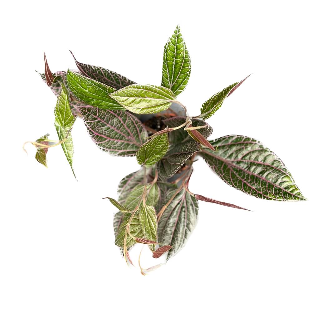Piper sp. Sumatera 'Pink veins' potted plant in nursery pot on white background.