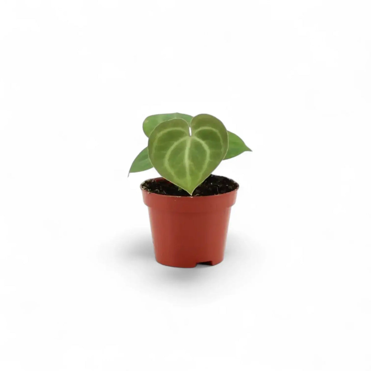 Young Anthurium clarinervium with a velvety heart-shaped leaf and pale veins