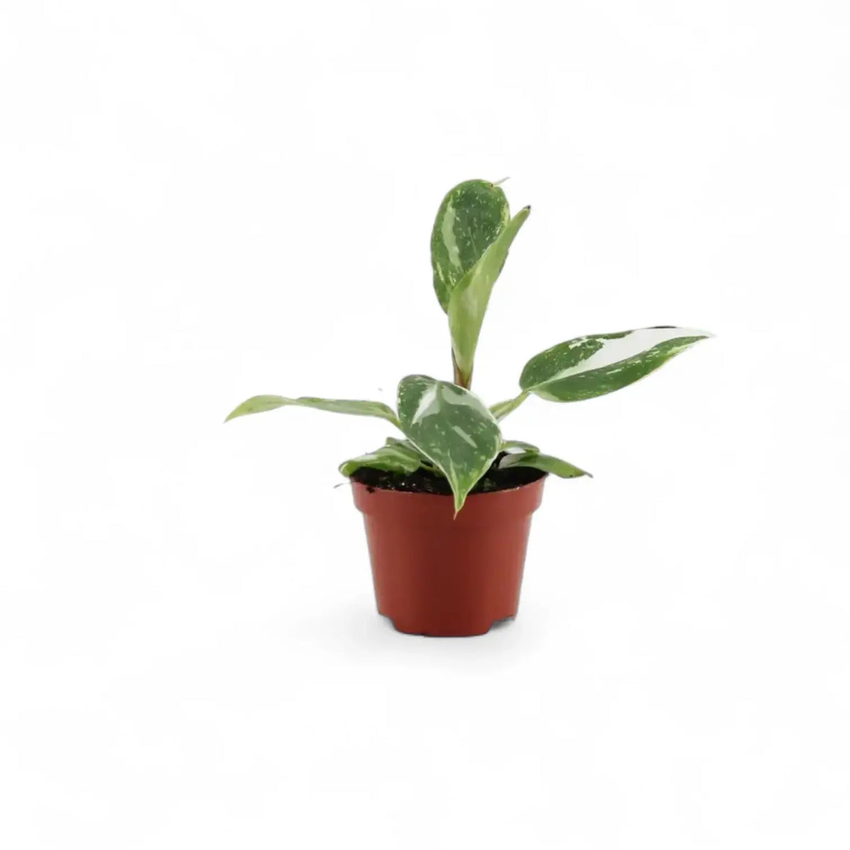 Young white-variegated Philodendron with green leaves in a terracotta nursery pot