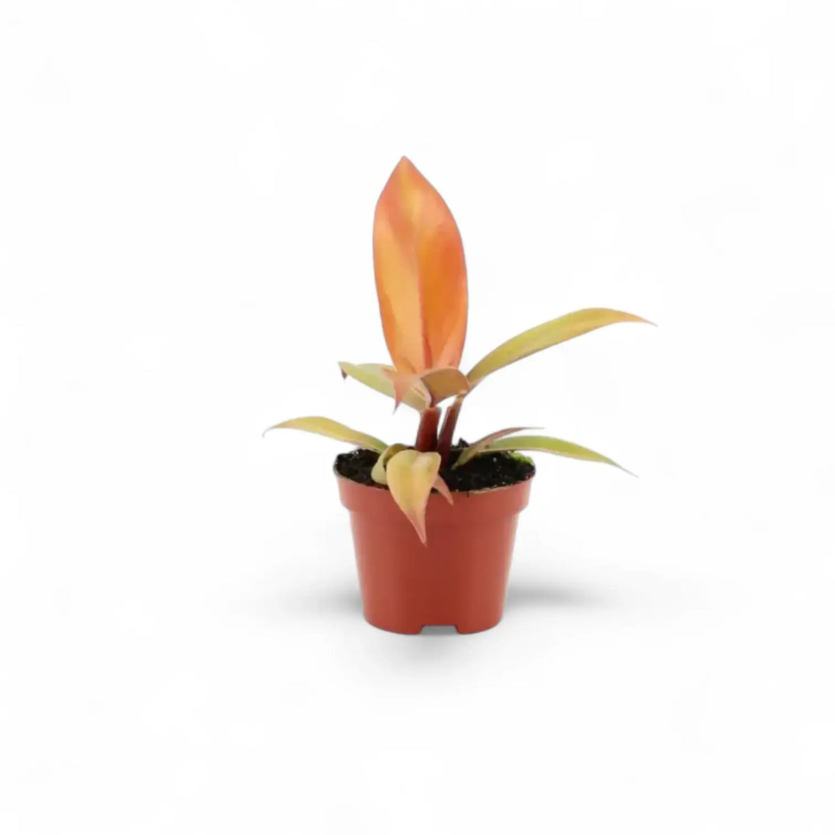 Young Philodendron Prince of Orange with orange and yellow-green leaves