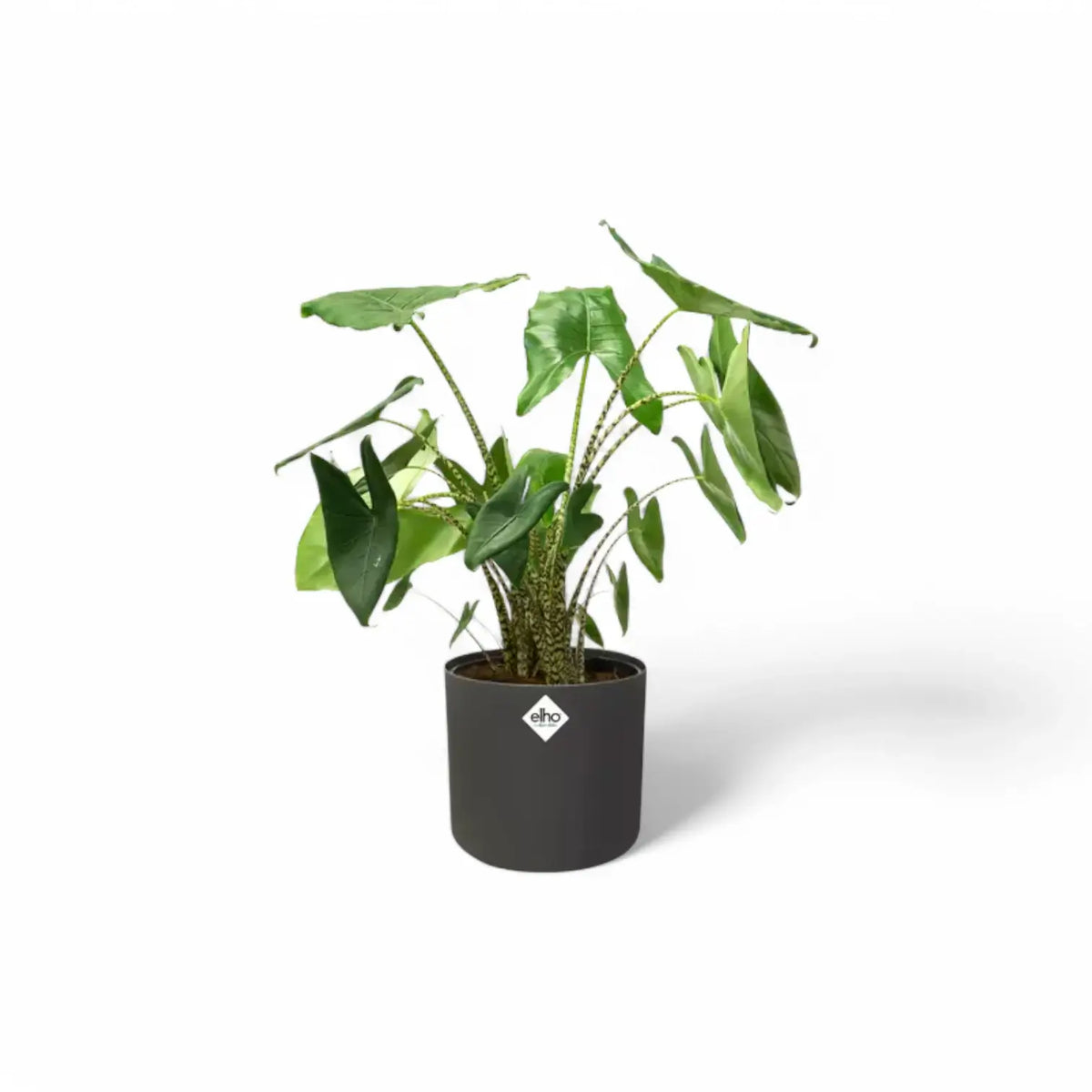 Planter 'b.for soft round' on white background.