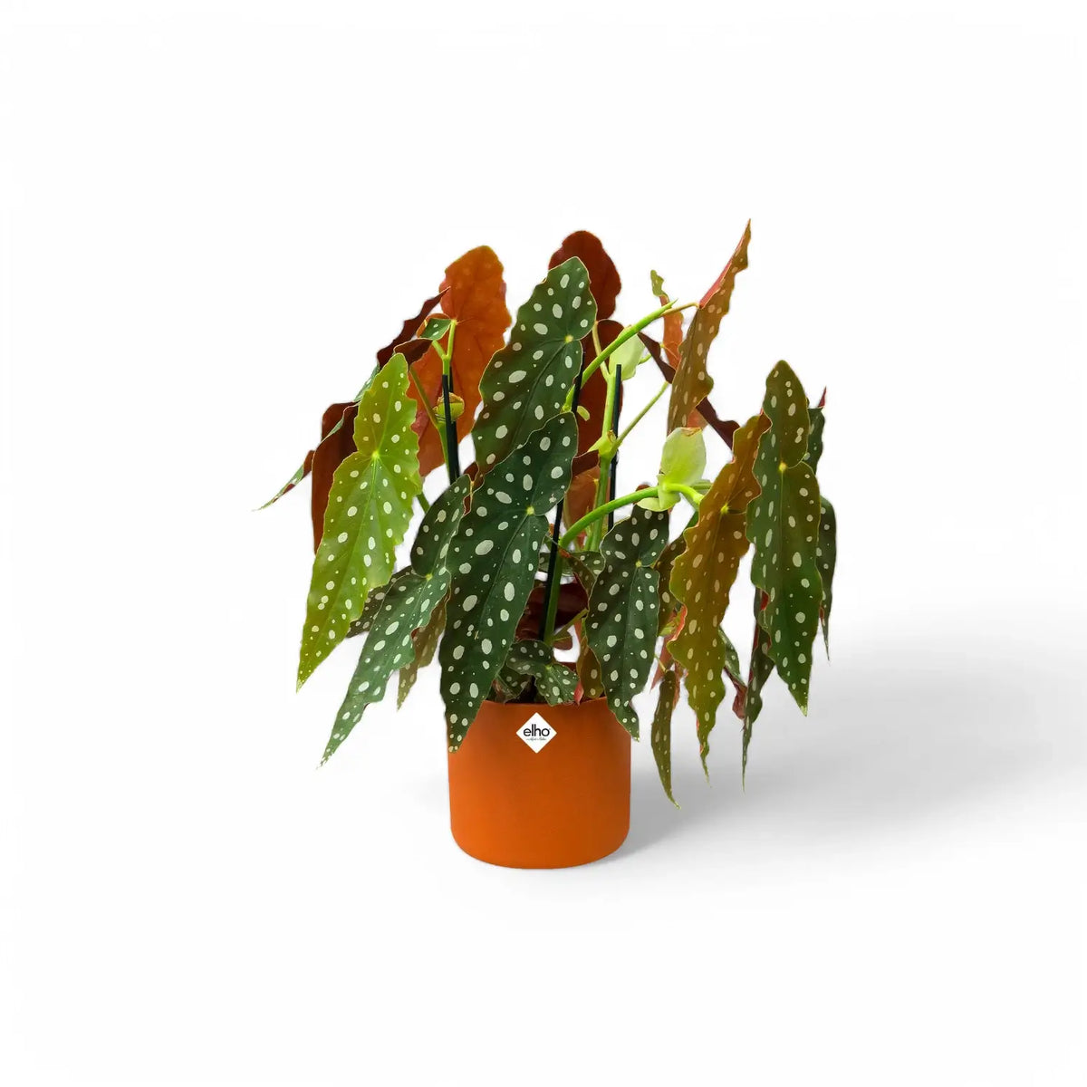 Planter 'b.for soft round' on white background.