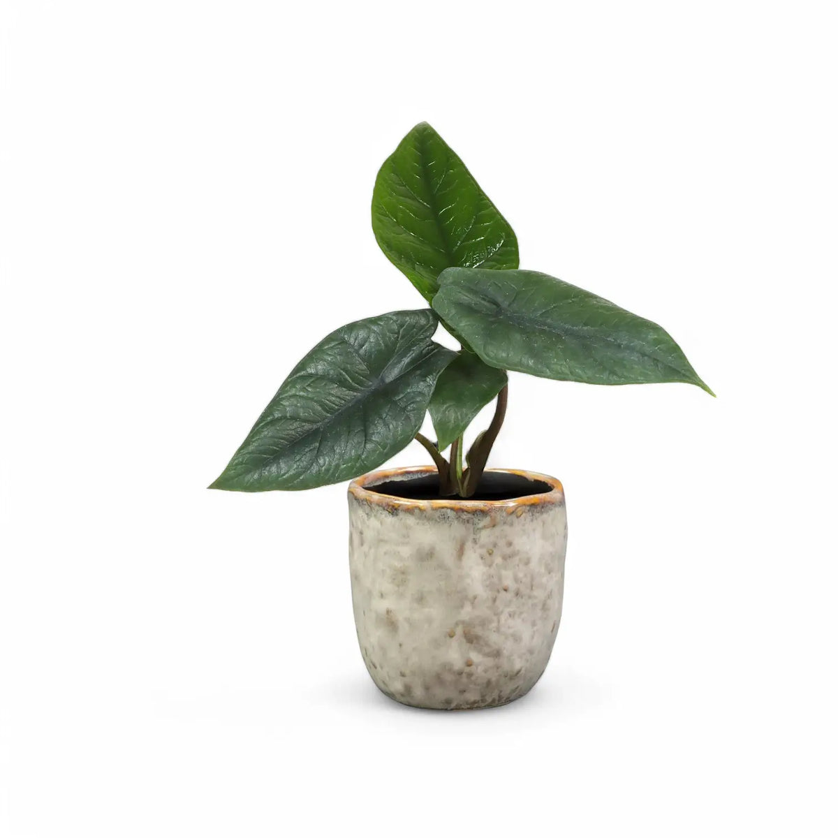 Planter 'Brian' on white background.