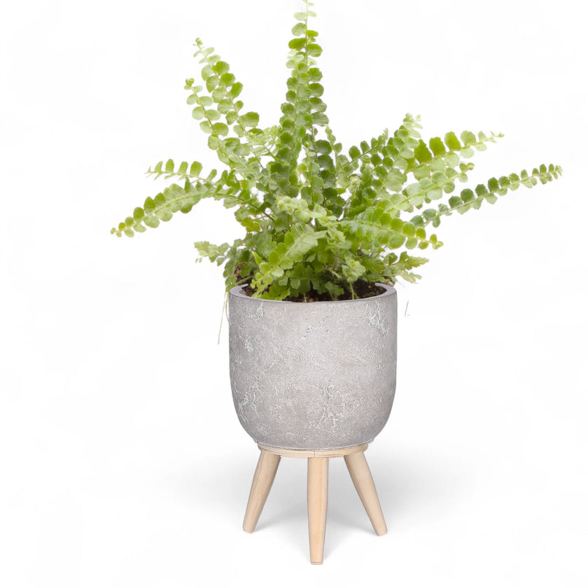 Planter 'Jimmy' on white background.