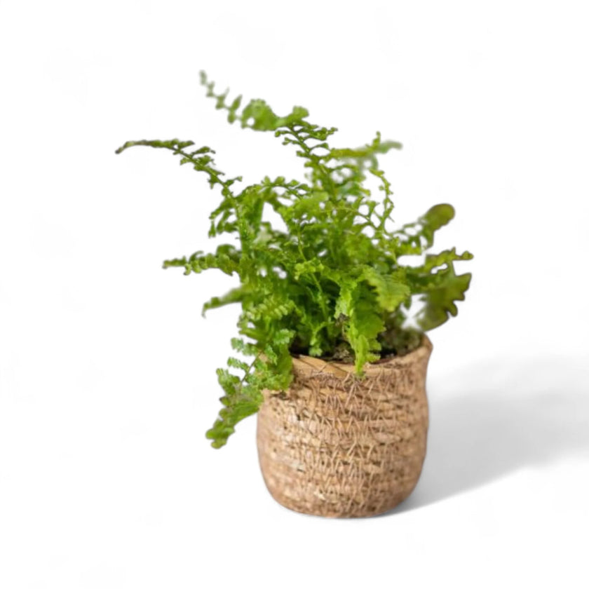 Planter 'Stef' on white background.