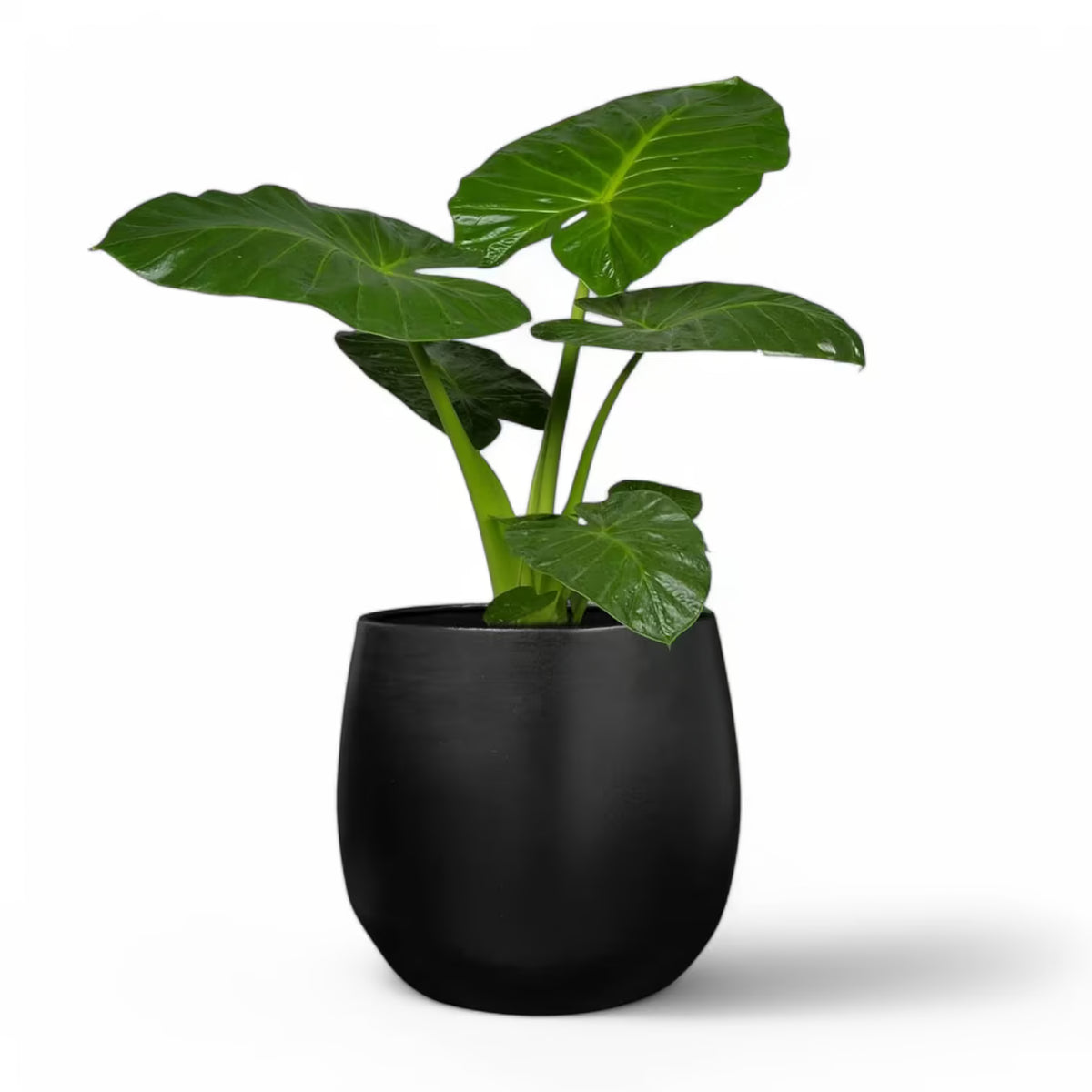 Planter 'Stijn' on white background.