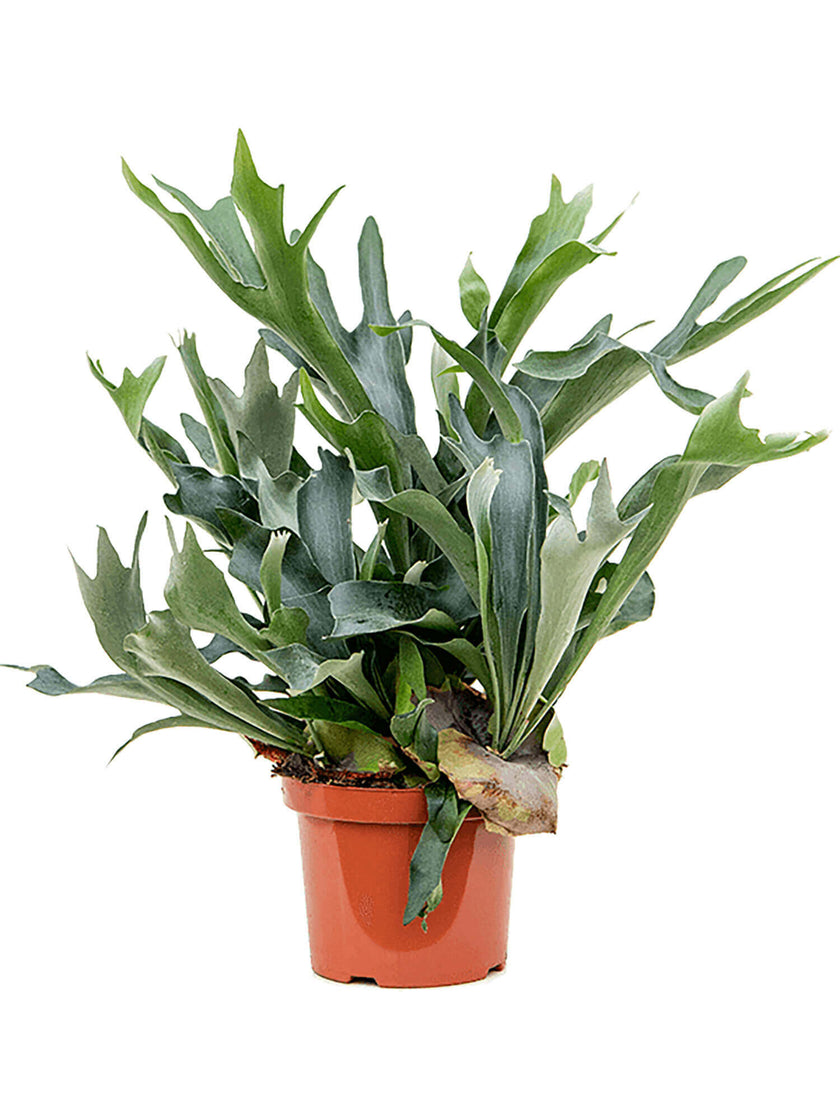 Platycerium bifurcatum potted plant in nursery pot on white background.