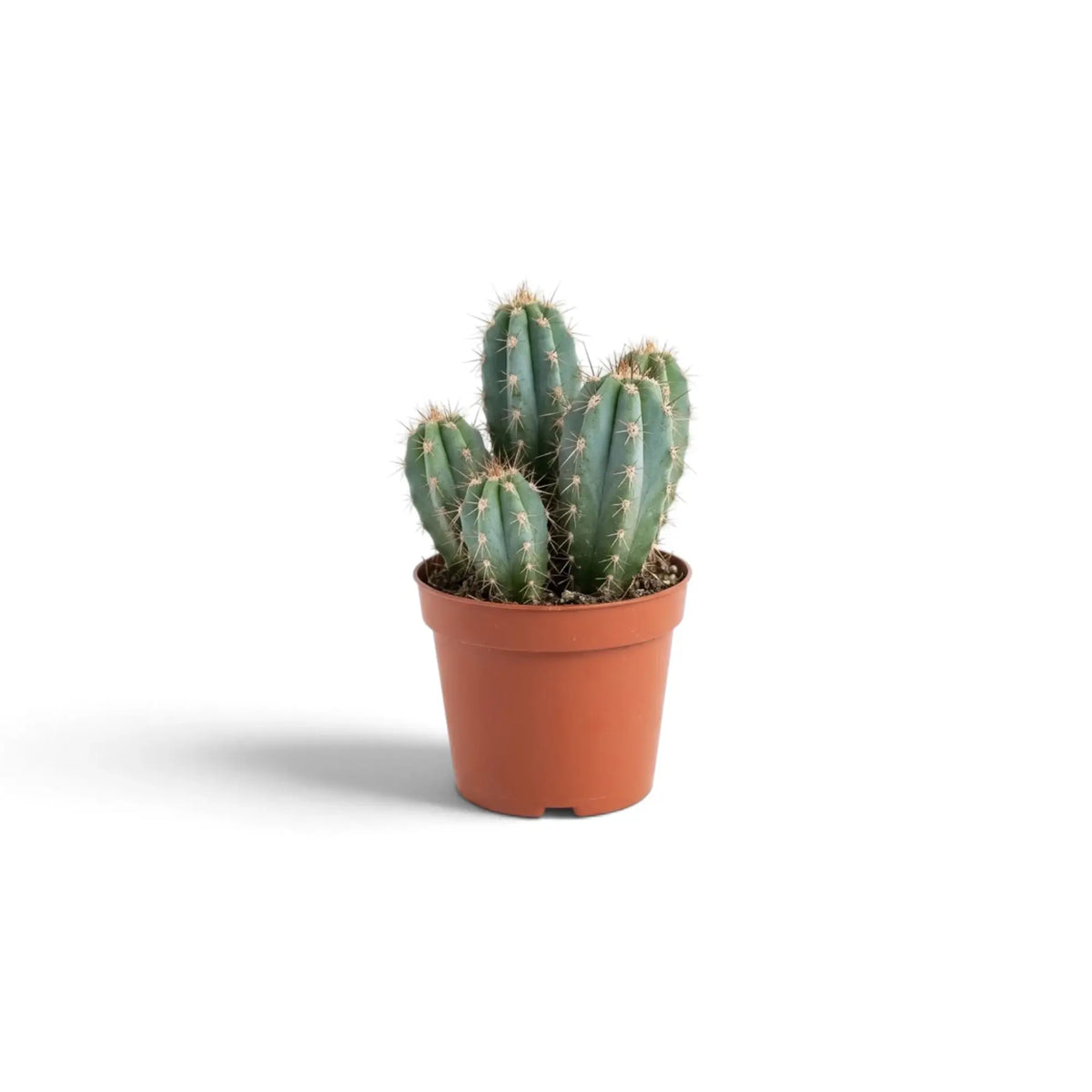 Polaskia chichipe small cactus in a nursery pot with ribbed green branching stems