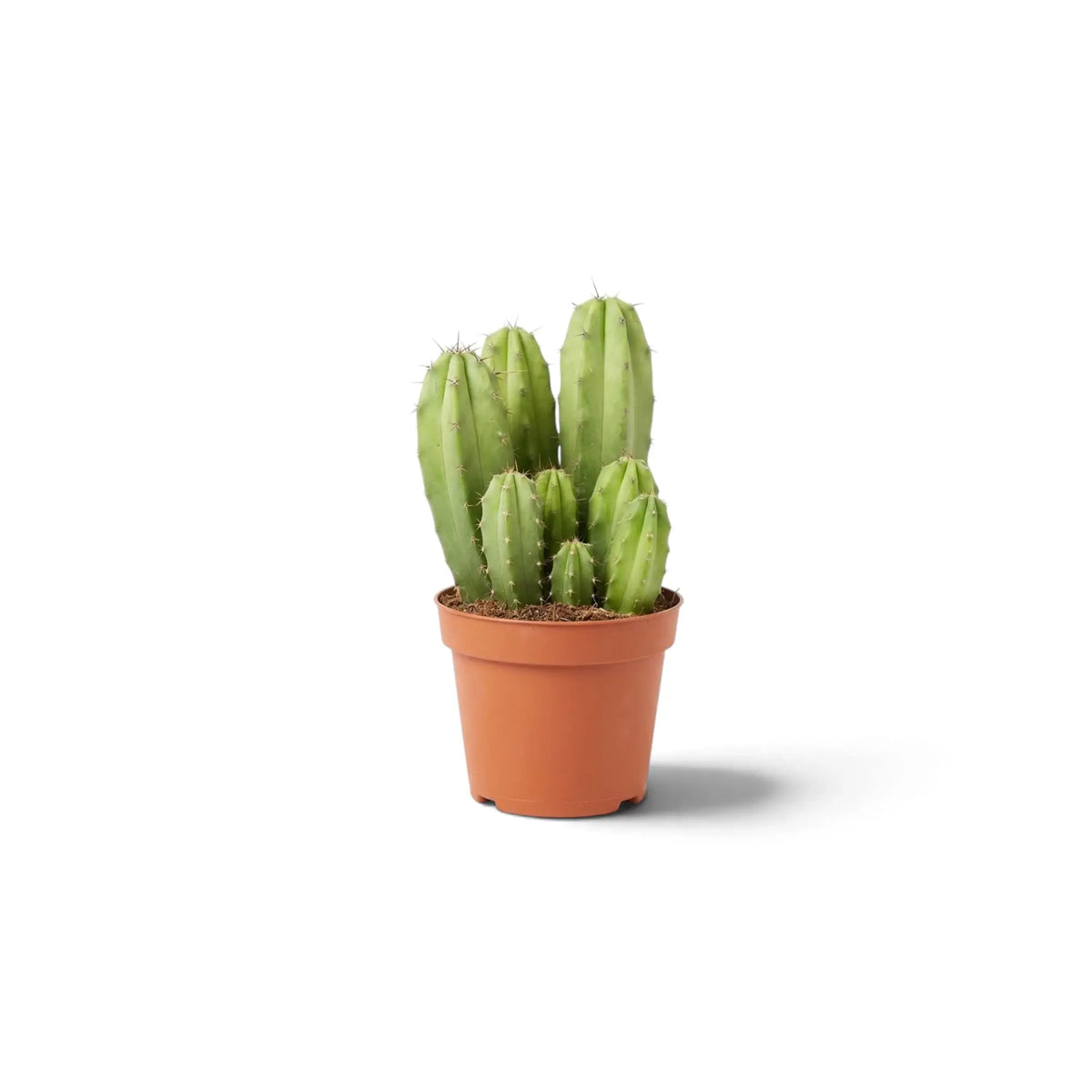 Polaskia chichipe baby cactus with several upright green stems and short spine clusters