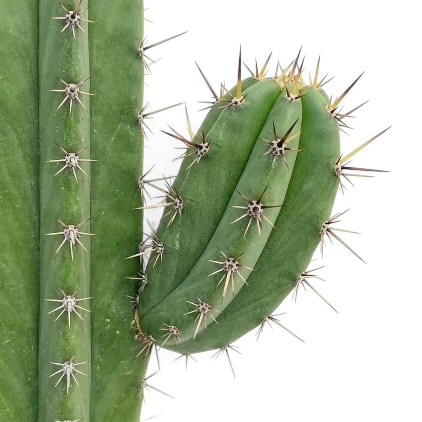 Polaskia chichipe ribbed green stem detail with short spines along the rib edges