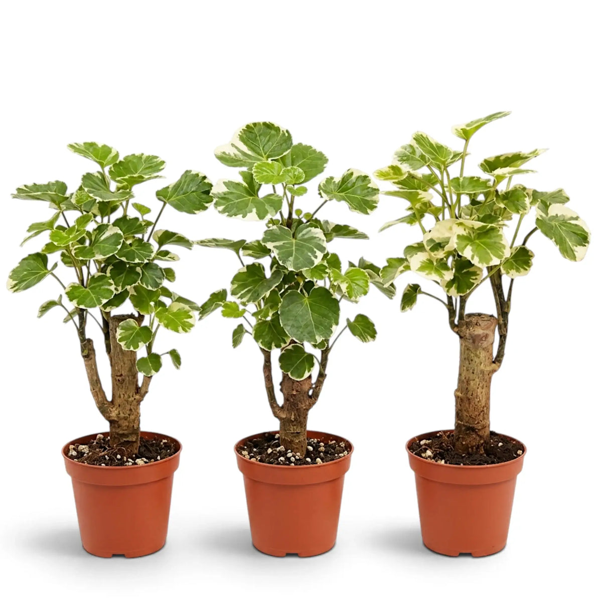 Three baby Polyscias ‘Butterfly’ plants showing natural foliage variation