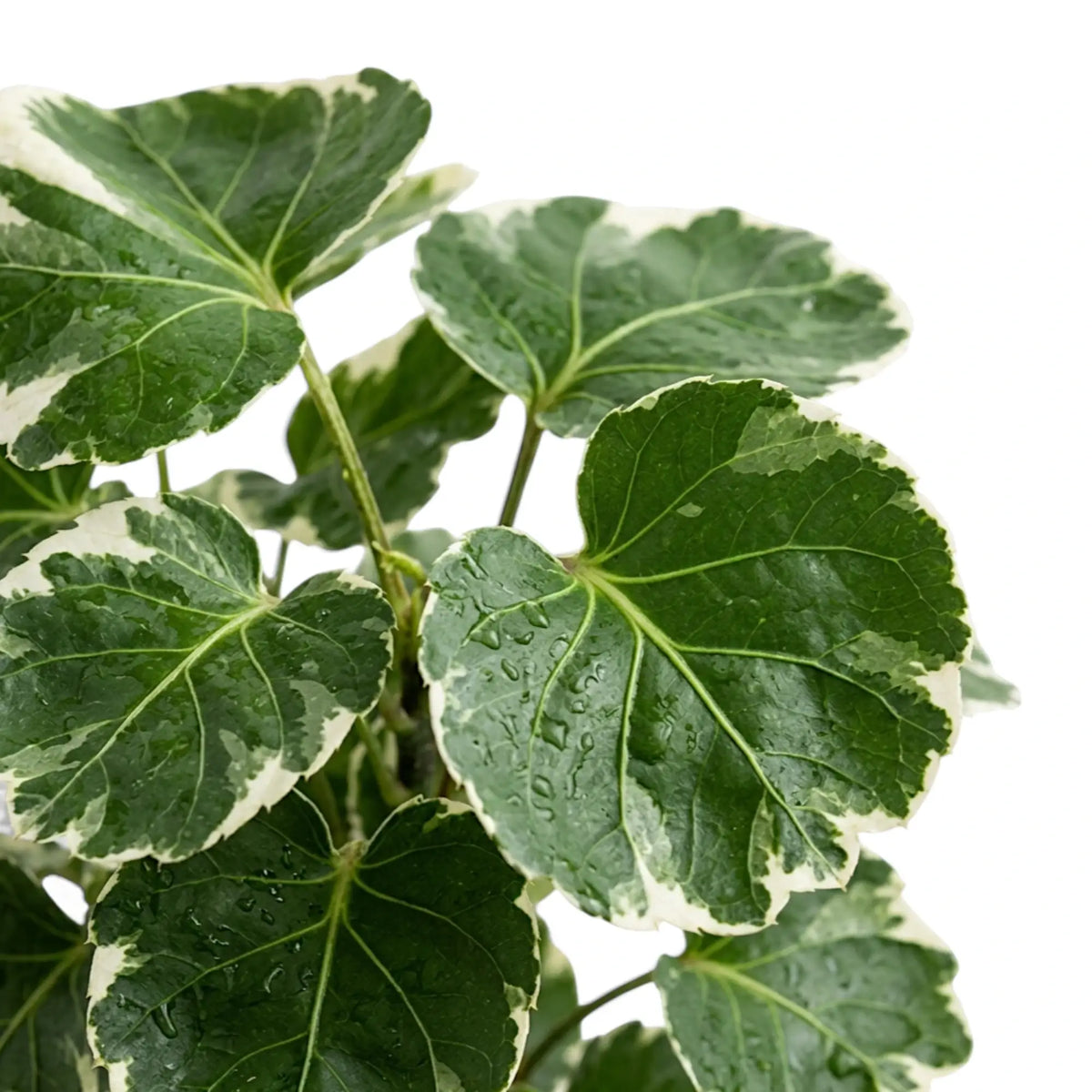 Close-up of Polyscias ‘Butterfly’ leaves with cream variegation and water droplets