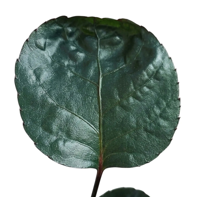 Close-up of a rounded glossy dark-green Polyscias scutellaria 'Fabian' leaflet with prominent veins