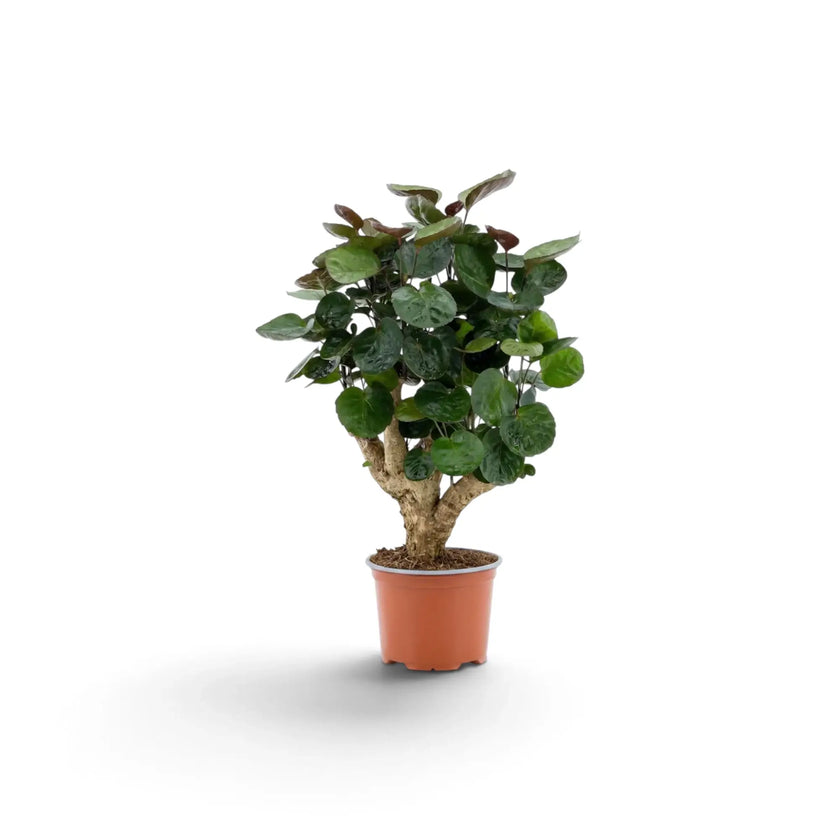 Potted small Polyscias 'Fabian' with compact upright growth and rounded dark-green foliage