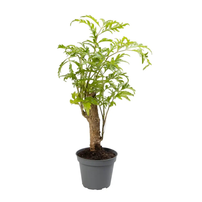 Polyscias filicifolia potted plant in nursery pot on white background.