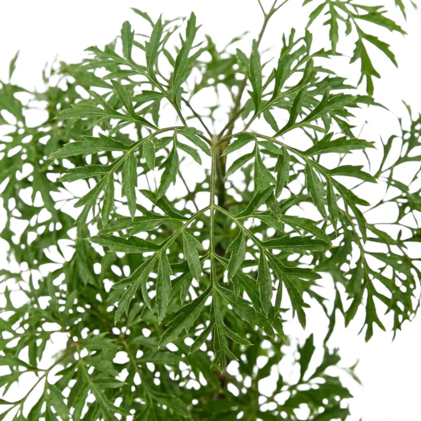Close-up of Polyscias fruticosa 'Ming' finely divided green leaves on slender stems