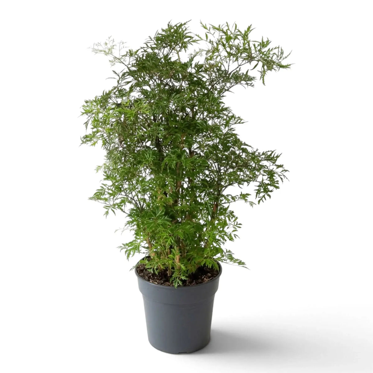 Ming aralia with a tall open crown of finely divided green leaves above a nursery pot