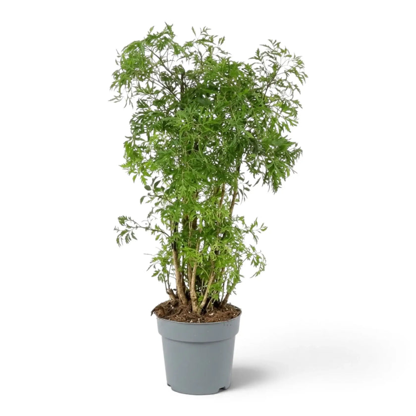 Polyscias fruticosa 'Ming' with fine dark-green foliage on slender reddish-brown woody stems