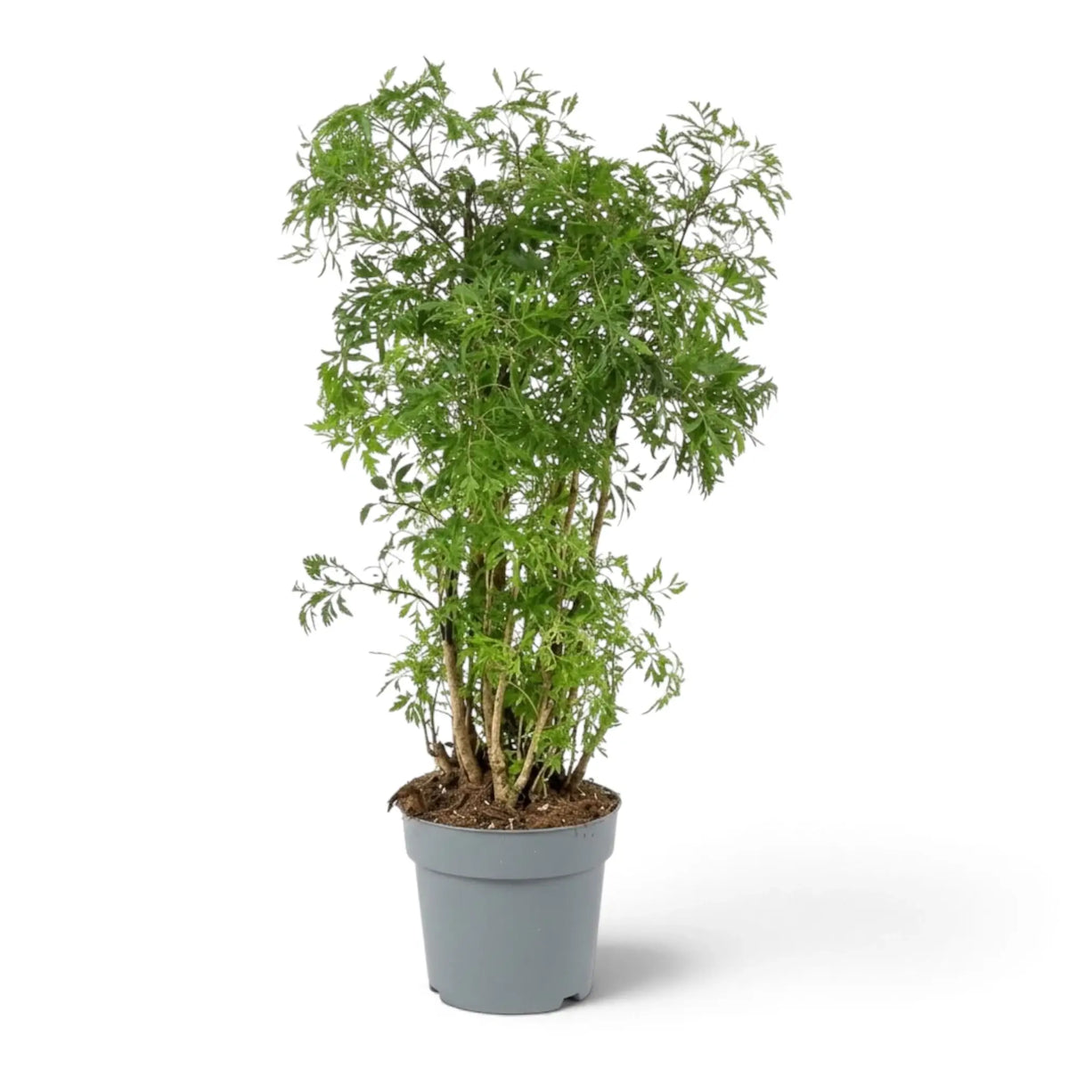 Polyscias fruticosa 'Ming' with fine dark-green foliage on slender reddish-brown woody stems