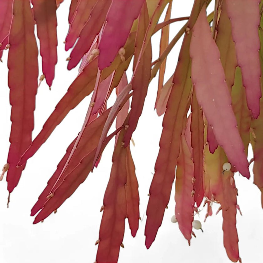 Pseudorhipsalis ramulosa subsp. ramulosa 'Red Coral' close-up of leaf on white background.