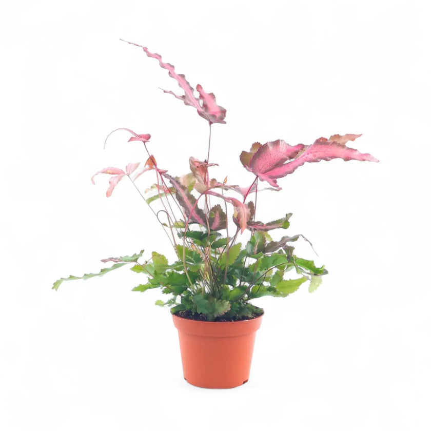 Pteris cretica 'Albolineata' Pink potted plant in nursery pot on white background.