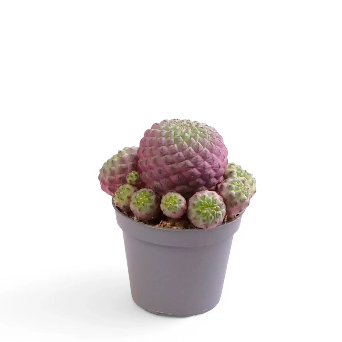 Rebutia canigueralii 'Violet' potted plant in nursery pot on white background.