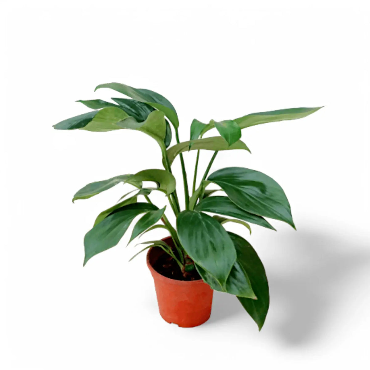 Rhaphidophora decursiva 'Dragon Tail' potted plant in nursery pot on white background.