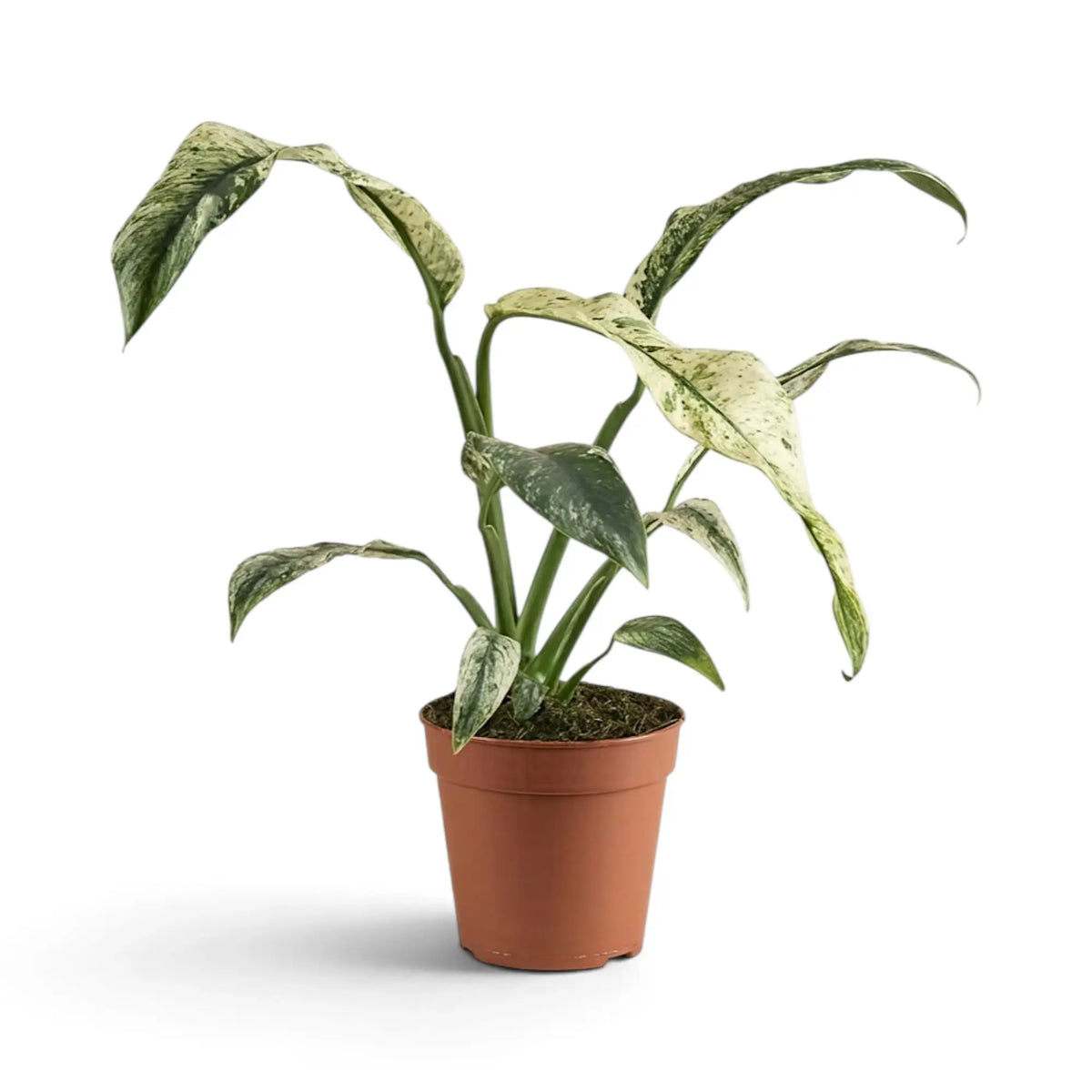 Rhaphidophora foraminifera variegata in a nursery pot