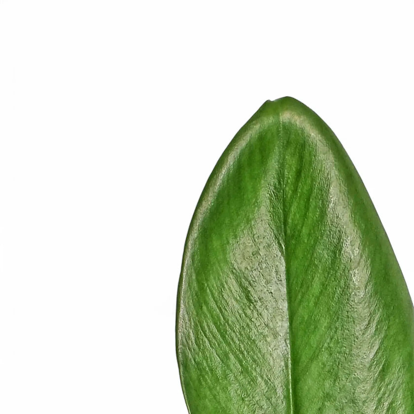 Rhaphidophora hongkongensis – Blattdetail vor weißem Hintergrund..