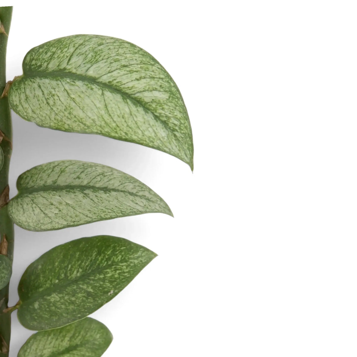 Close-up of Rhaphidophora hongkongensis ‘Mint’ green leaves with mint variegation