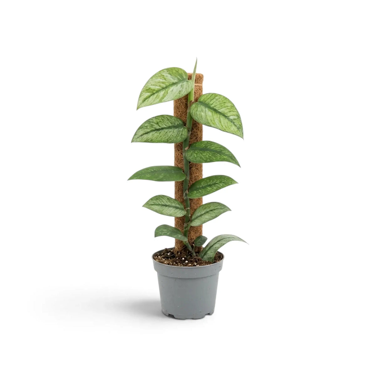 Rhaphidophora hongkongensis ‘Mint’ im Kulturtopf mit grünen Blättern und mintgrüner Panaschierung