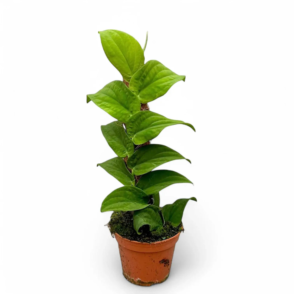 Rhaphidophora korthalsii Zimmerpflanze im Anzuchttopf vor weißem Hintergrund, Produktfoto 2.