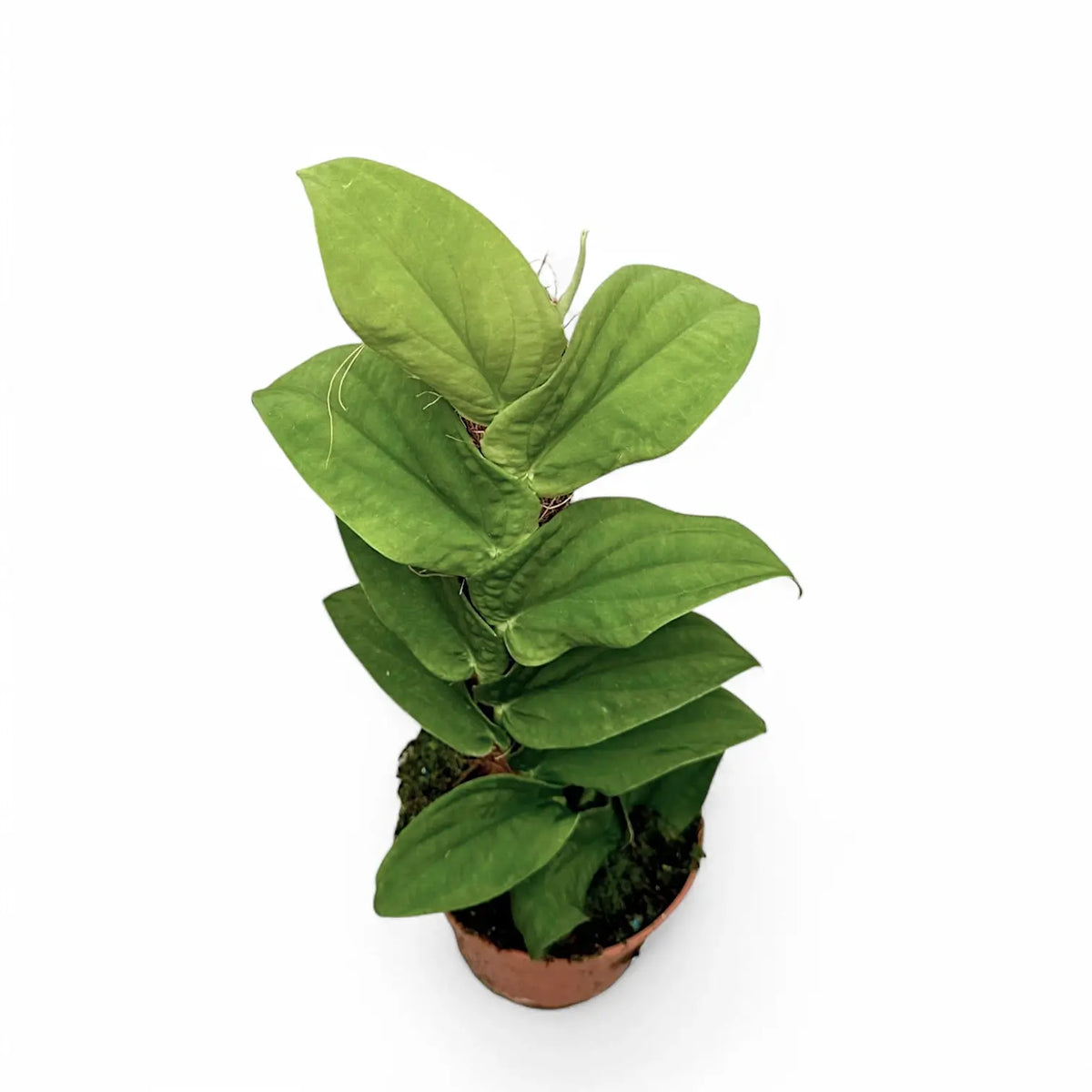 Rhaphidophora korthalsii Zimmerpflanze im Anzuchttopf vor weißem Hintergrund, Produktfoto 3.