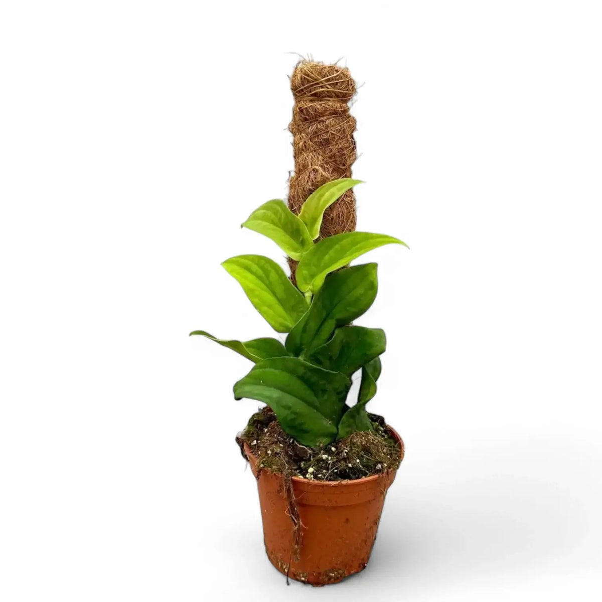 Rhaphidophora korthalsii Zimmerpflanze im Anzuchttopf vor weißem Hintergrund, Produktfoto 4.