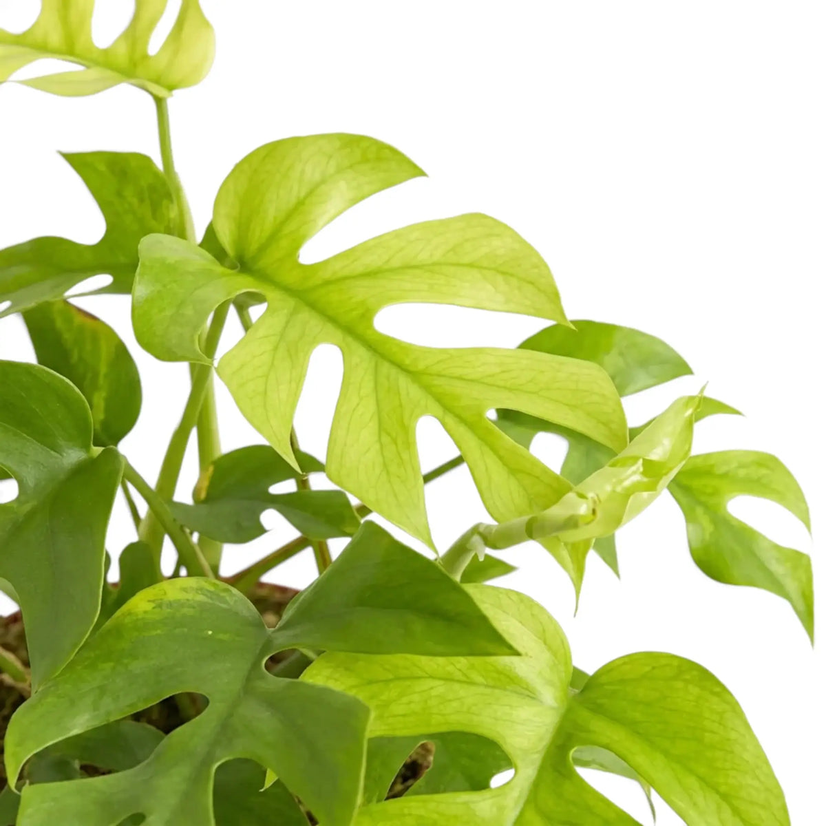 Close-up of Rhaphidophora tetrasperma ‘Goldrush’ yellow, lime and green variegated leaves