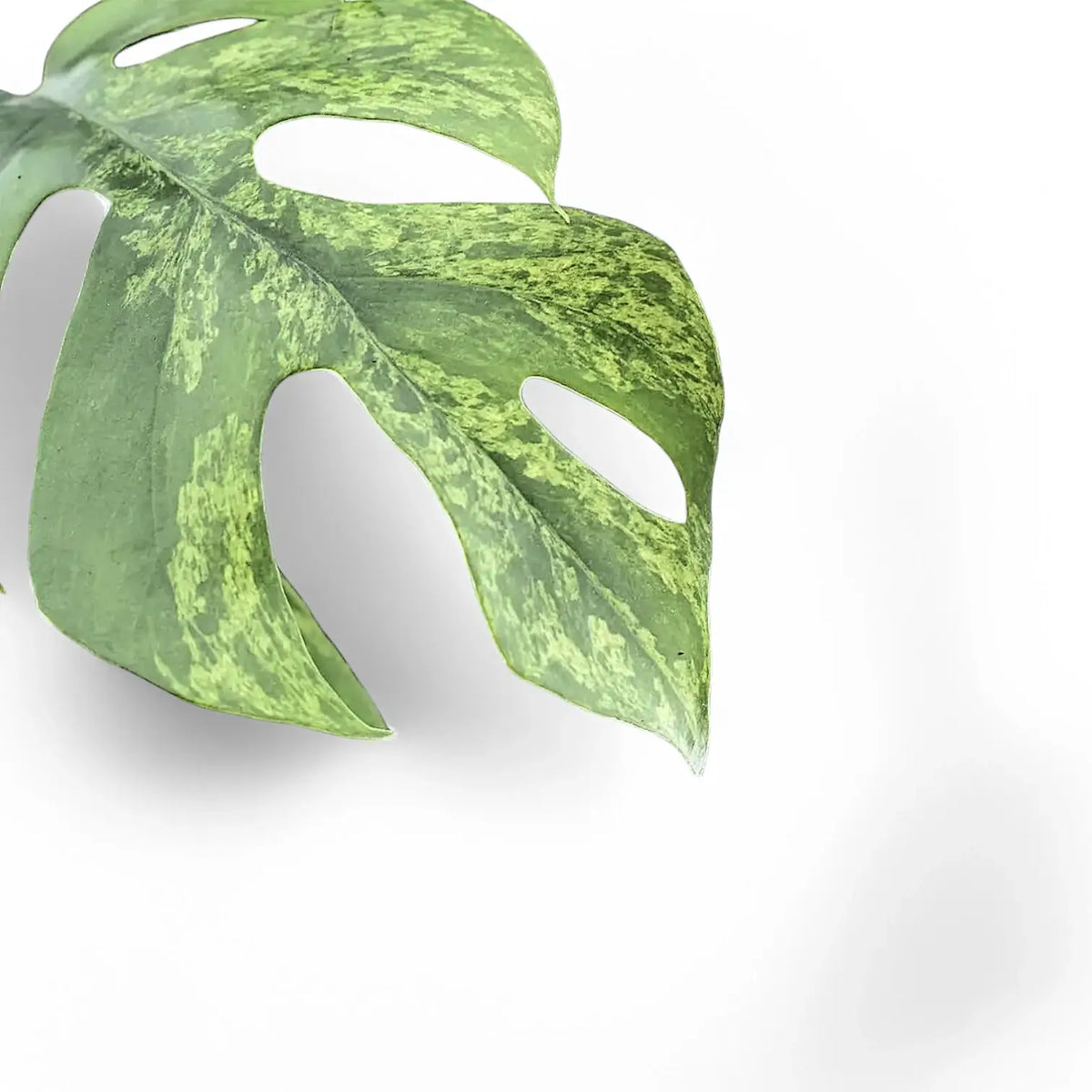 Rhaphidophora tetrasperma variegata 'Mint' – Blattdetail vor weißem Hintergrund..