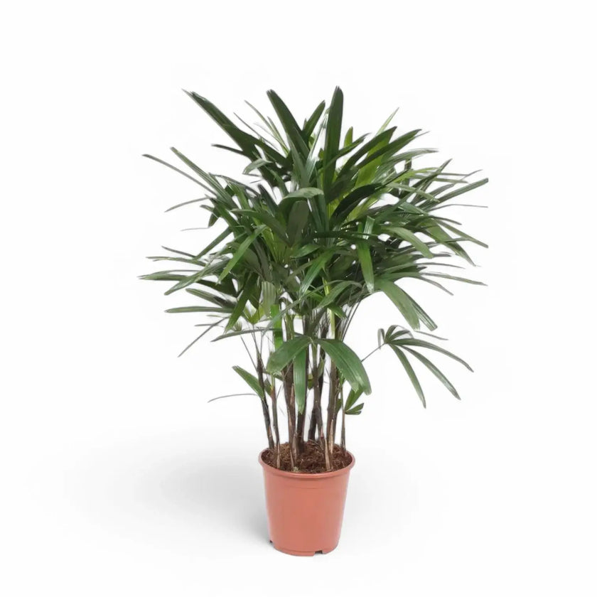 Rhapis excelsa potted plant in nursery pot on white background.