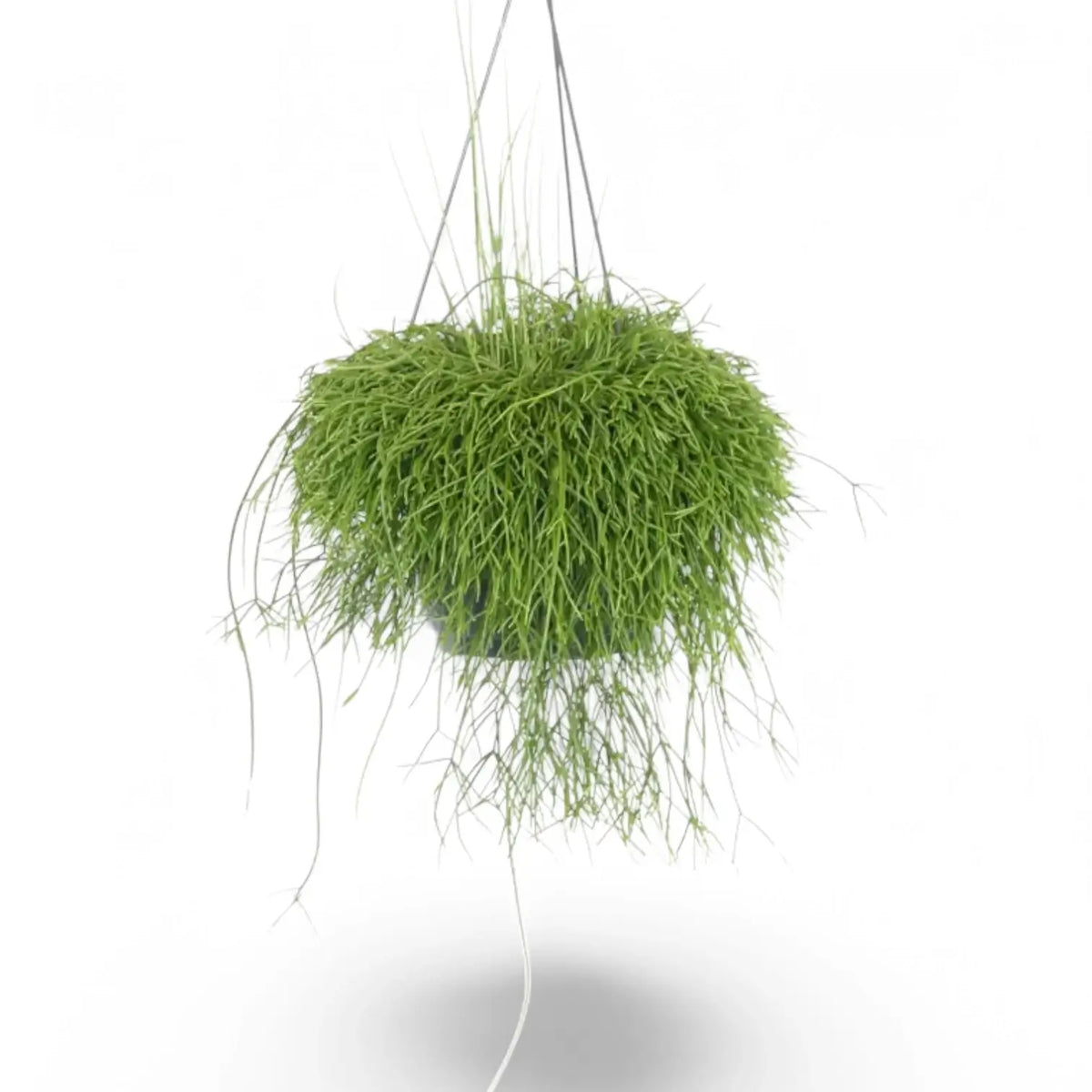 Rhipsalis baccifera potted plant in nursery pot on white background.