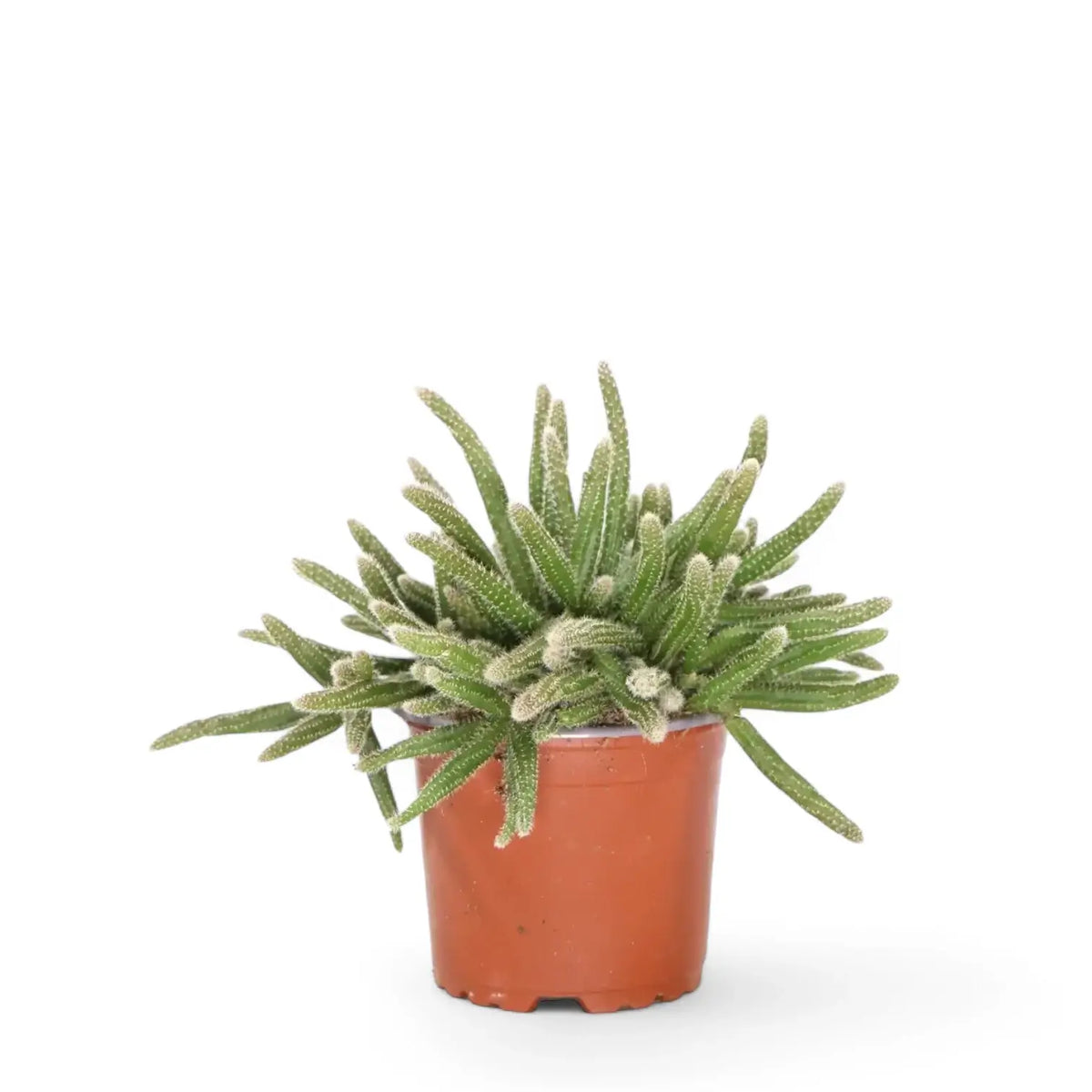Rhipsalis baccifera ssp. horrida potted plant in nursery pot on white background.