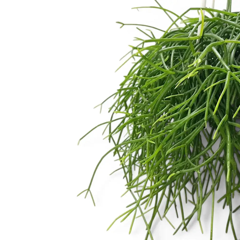 Close-up of Rhipsalis cereuscula 'Cashero' stems.