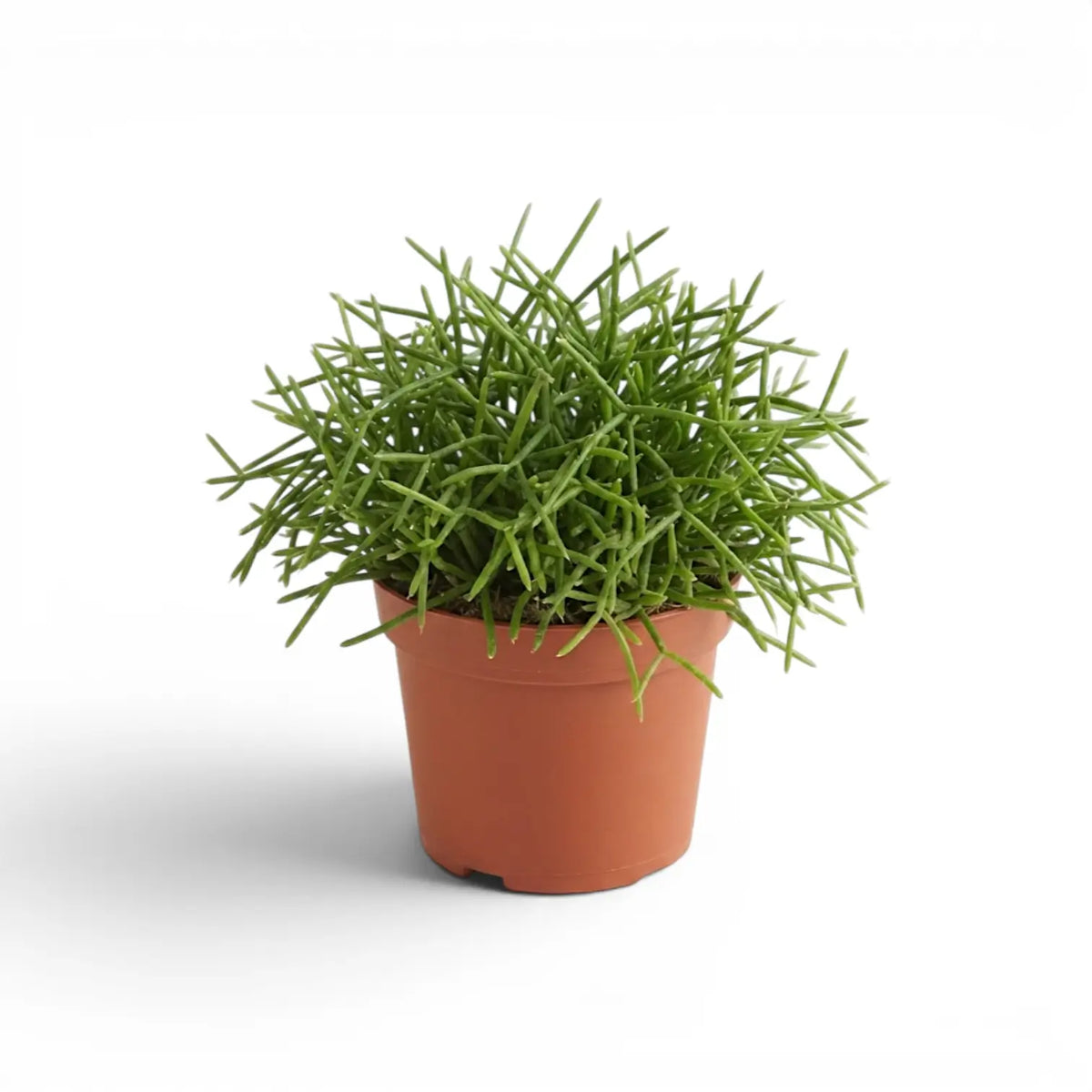 Rhipsalis cereuscula 'Cashero' plant in a nursery pot.