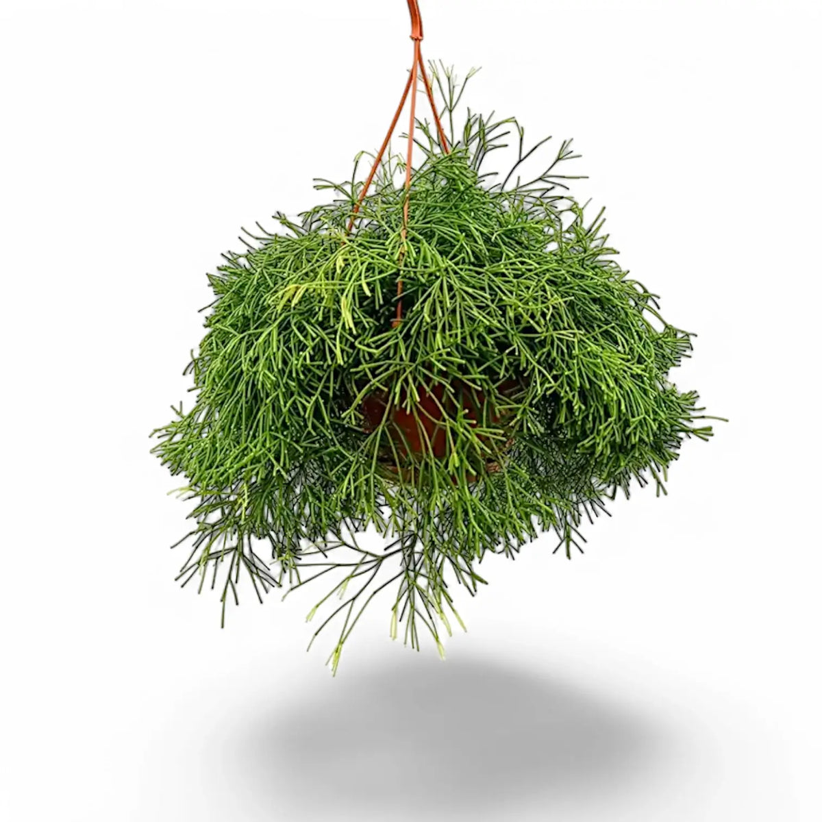 Rhipsalis clavata Zimmerpflanze im Anzuchttopf vor weißem Hintergrund, Produktfoto 3.