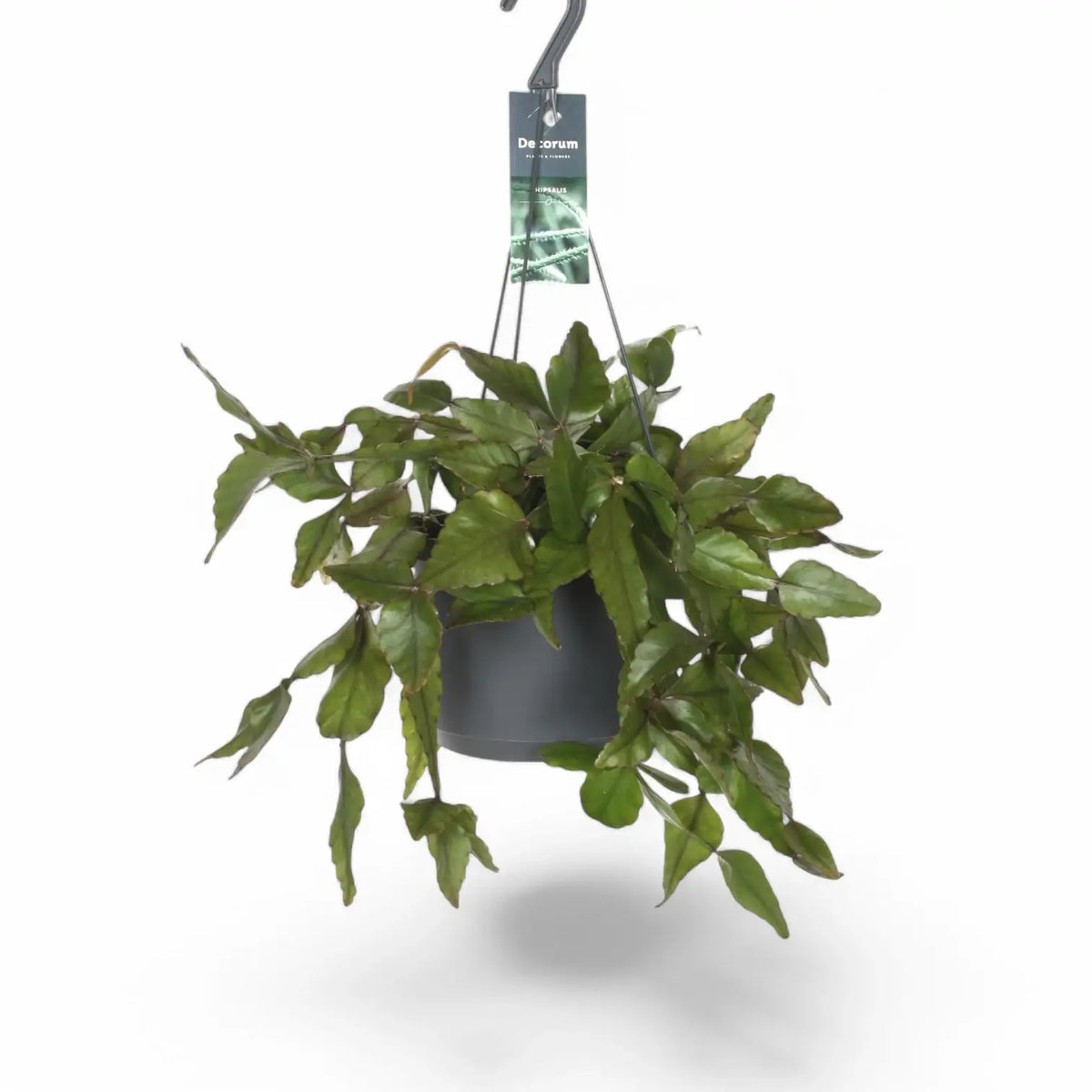 Rhipsalis elliptica potted plant in nursery pot on white background.