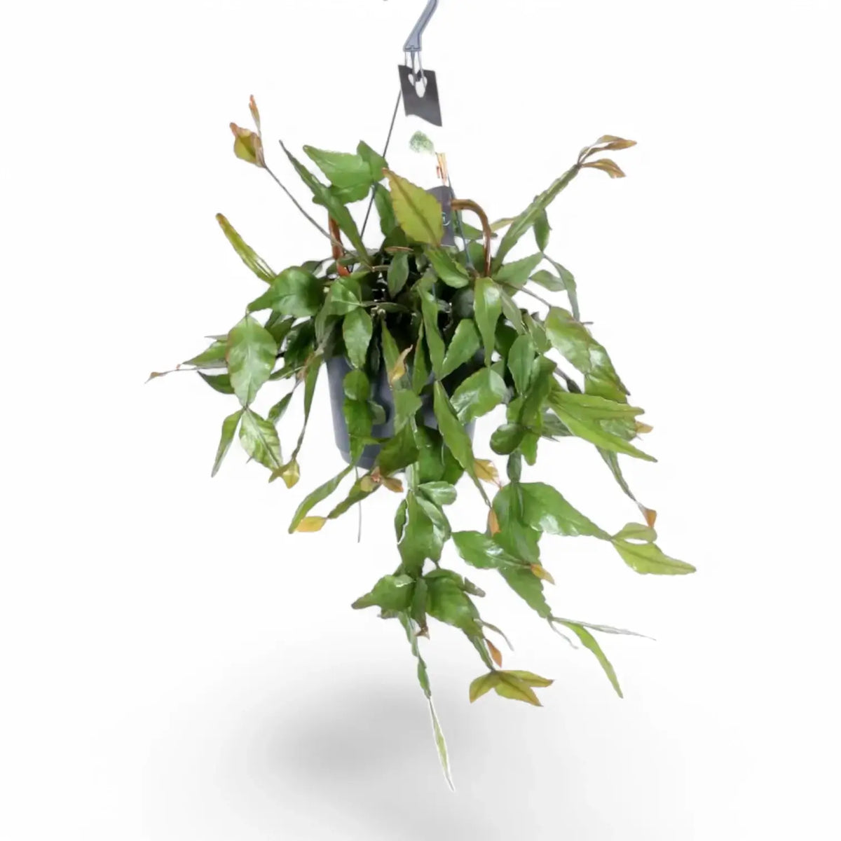 Rhipsalis elliptica potted plant in nursery pot on white background.