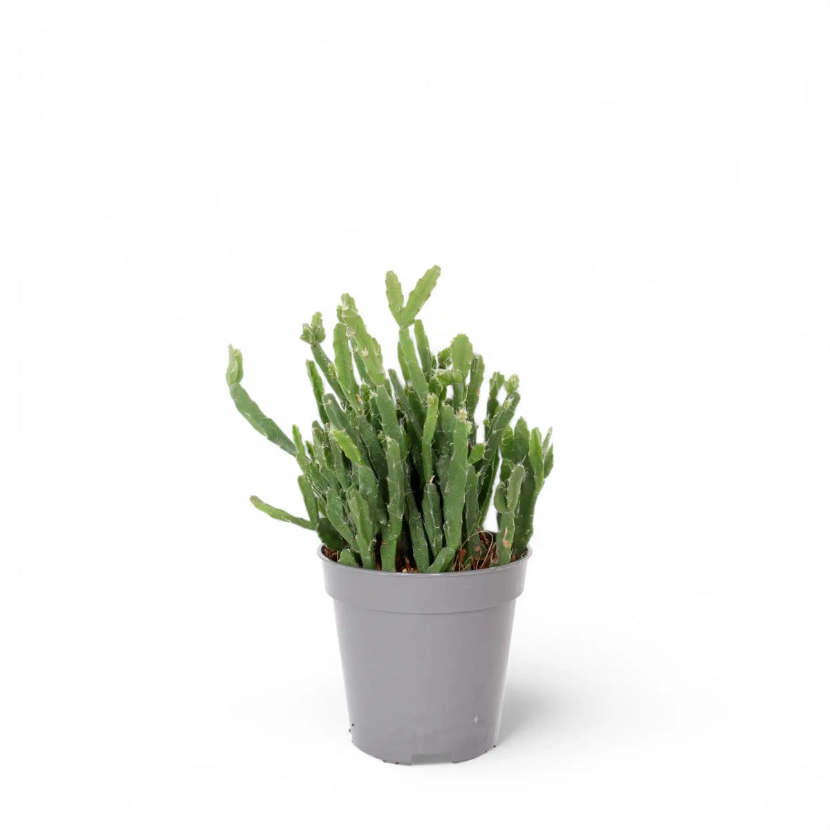 Rhipsalis ewaldiana potted plant in nursery pot on white background.