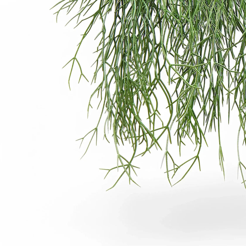 Rhipsalis micrantha ssp. kirbergii leaf detail on white background.